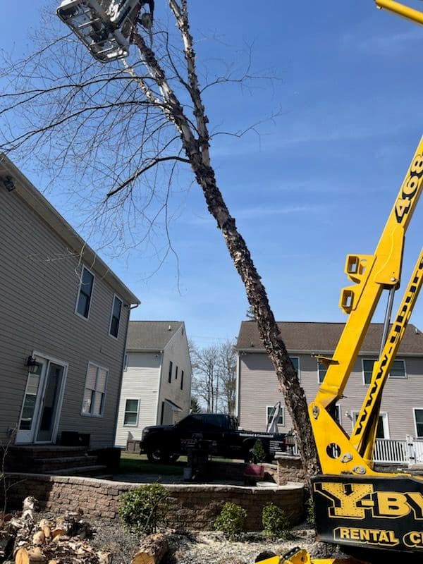 Safe Tree Removal in Your Neighborhood